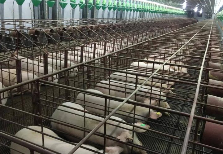 豬場(chǎng)污水處理的一般流程 豬場(chǎng)污水處理的一般流程