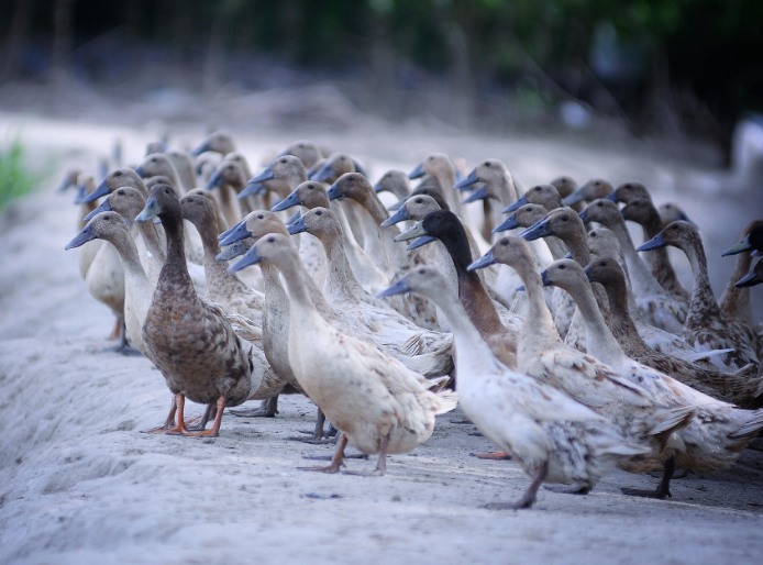 農(nóng)村養(yǎng)殖戶如何低成本有效處理污水,這兩種做法你應(yīng)該知道! 農(nóng)村養(yǎng)殖戶如何低成本有效處理污水,這兩種做法你應(yīng)該知道!