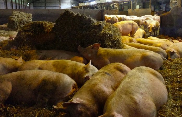 養豬場污水處理方法有哪些？選對工藝成本低效果好！