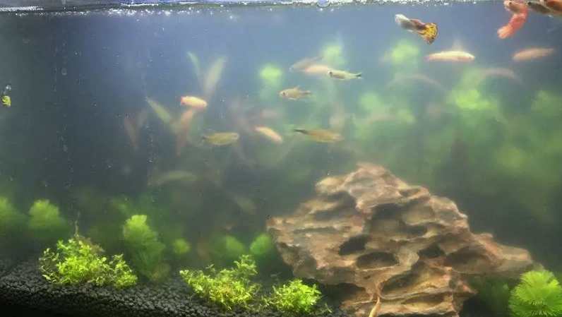 怎么把污水抽出來(lái)|方法（怎樣才可以把魚(yú)缸的污水抽出來(lái)）